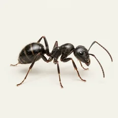 Illustrative pest specimen