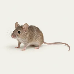 Illustrative pest specimen